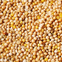 Yellow Valley Son Tiger Leather Parrot Peony Parrot Integrated Day Grain Gold Valley