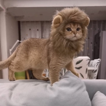 Cat lion headgear pet rabbit ears small dog hat cute funny accessories headgear