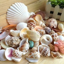 Natural conch shell sea star coral fish tank aquarium decoration window platform Home ornaments childrens toys gifts