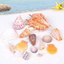 Natural conch shell fish tank ornaments decoration crafts creative shell conch diy handmade material package