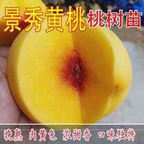 Brocade embroidered yellow peach tree Peach Tree Grafting with Yellow Flesh Peach Butter Peach southern North Planted the years results