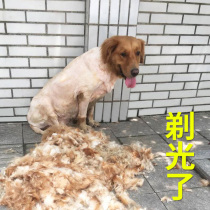 Pet Shaving Machine Electric Pushcutting Electric Pooch High Power Repair Hair Specialty Special God Instrumental Cat Hairdresser Teddy