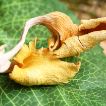  Wild bacteria Chanterelles Dried goods 500g yellow silk bacteria Yunnan native Yuhuang Mill premium yellow Shiitake mushroom soup package