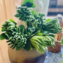 Jinhua bergamot bergamot with branches water culture fresh bergamot fresh bergamot fresh flower arrangement