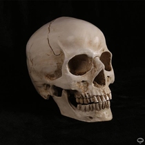 Skull art teaching character sketching simulation skull art anatomical structure model teaching aids 1 to 1 head skeleton