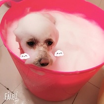 Dog bath tub Cat pet bath tub Teddy French bucket Puppy Small dog special medicine bath tub Dog bath tub