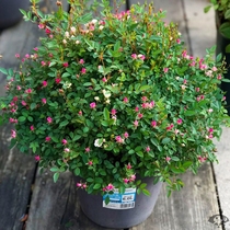 Ultra-micro rose Jinping sugar multi-headed multi-flower mini-rose balcony potted four seasons flowering