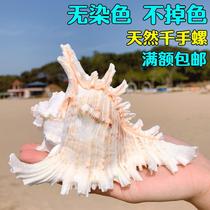 Natural sea chrysanthemum snail thousand hand snail shell sea snail decoration collection decoration gift fish tank starfish Coral Mediterranean Sea