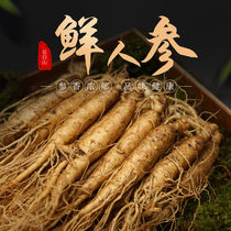 Fresh ginseng Northeast Changbai Mountain freshly dug fresh with soil extra large ginseng 6 years fresh ginseng whole wine soup gift