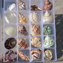Conch selection conch shell storage gift box to give people collection gifts gifts to friends crafts
