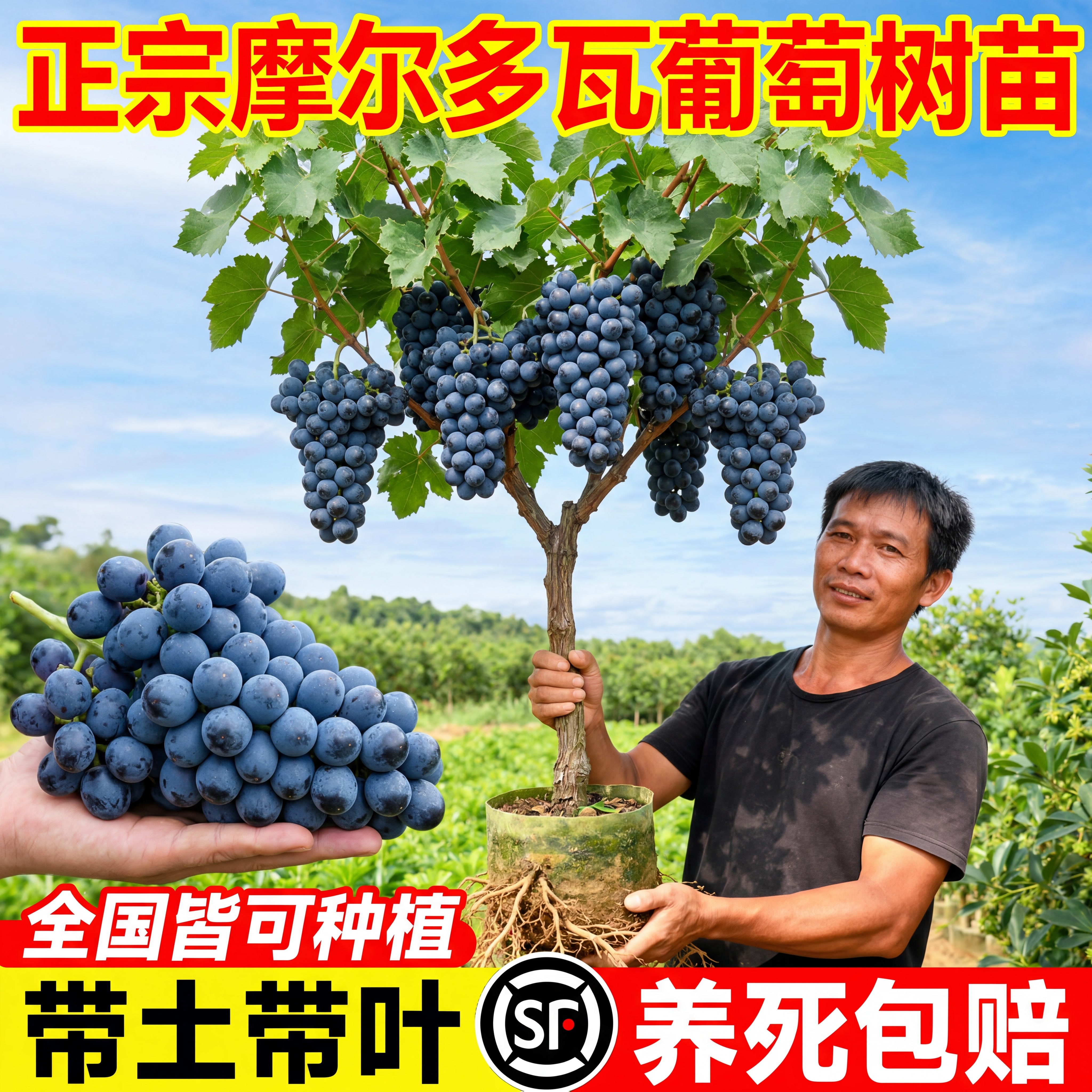 野葡萄苗-野葡萄苗促销价格、野葡萄苗品牌- 淘宝