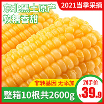 Kanto Fence Yard Northeast Yellow Glutinous Corn Vacuum New 10 Sticks Fresh Instant Sweet Sticky Sticky Corn Lock Fresh 2600g