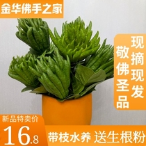 (Now cut and found) Jinhua bergamot fresh with branches to raise water and smell fresh bergamot