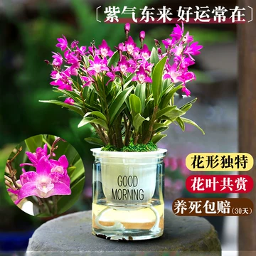 七彩石斛兰水培-七彩石斛兰水培促销价格、七彩石斛兰水培品牌- 淘宝