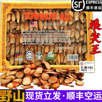 50根尖王红东革阿里500g礼盒马来西亚野生哥泡酒料男滋补咖啡