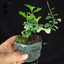 Golden marbles blood red fruit seedlings gold marbles small miniature bonsai shape seedlings golden eggs gourd fruit old duck Persimmon