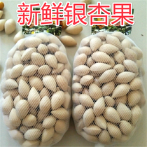 Fresh raw white fruit ginkgo biloba fruit 2 pounds (quality and quantity)fresh white fruit ginkgo biloba with shell without bleaching