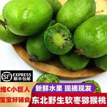 (Shunfeng) Northeast soft jujube kiwi fruit Dandong round date strange Berry fresh fruit soft jujube fresh fruit