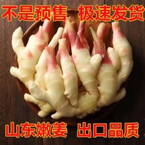 Shandong ginger tender ginger fresh ginger tender ginger fresh ginger ginger sprout sweet and sour ginger