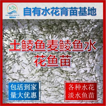 A variety of water - flower sauce and pork - grain crop and red - eyed trout