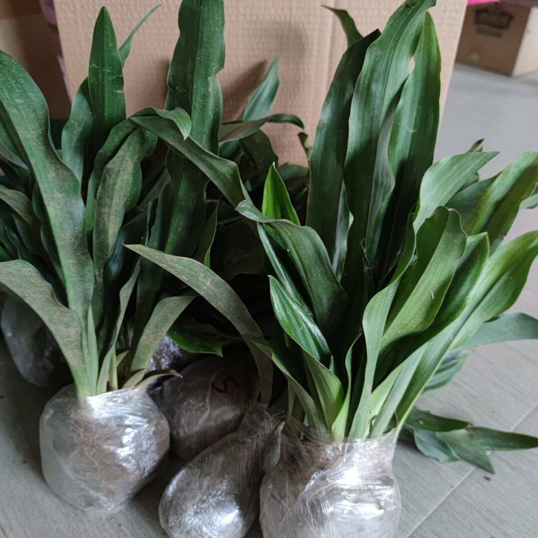 植物室内盆栽万年青-植物室内盆栽万年青促销价格、植物室内盆栽万年青