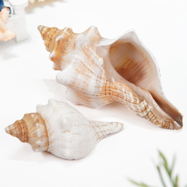 Natural conch shell spiny snail large conch ornaments fish tank home decoration crafts Marine gift collection