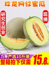 Hainan Meilong Net Melon 10 Jin Hami Melon Fresh Fruit Meilong Xiaomi Melon Linglong 5 Seasons 2