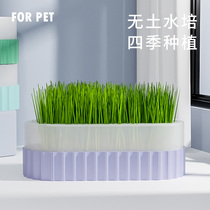Cat grass potted water bacon box sloth no soil already planted with good young cat snacks ready-to-eat cat mint cat grass seed kitty supplies