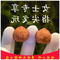 Boutique wild old tree man play walnut lion head Qiu Zi Mini small size hand twist put piece lady fingertip man play