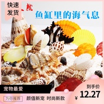 Natural conch shell fish tank shell landscaping decoration aquarium landscape red snail scallop Coke Luo Dongfeng snail ornaments
