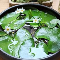 Human landscape water floating set raw meal real water grass-free lazy fish tank water four grass live season soil-making water plant fish pond floating water grass