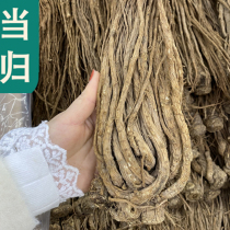 Chinese herbal medicine angelica Gansu Min County Full angelica whole angelica 500 gr Electrie