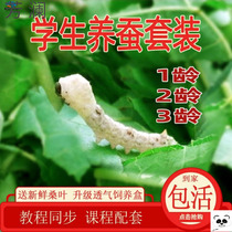 Silkworm baby student sericulture suit silkworm baby student sericulture suit fresh mulberry leaves crawling live silkworm good Seven