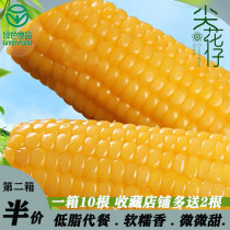 Glutinous corn super sweet fresh low fat non GMO edible sweet waxy corn cob vacuum packed coarse grain breakfast replacement meal