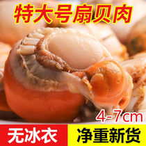 (Shunfeng) Ice-free extra-large sea catching fresh scallop meat frozen seafood fresh wild shell meat whole shell