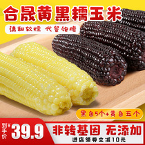 Heshengguan waike green waxy corn 5 Black 5 yellow soft waxy sweet vacuum coarse grain breakfast non GMO 220g10
