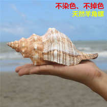 Red spiral shell big conch shell fish tank decoration aquarium landscape seaside Mediterranean style ornaments