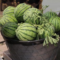 -Frame round steel wire basket for watermelon fruit Large fruit basket thick orange watermelon basket vegetable basket