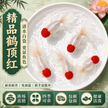 丹顶红狮子头鱼-丹顶红狮子头鱼促销价格、丹顶红狮子头鱼品牌- 淘宝