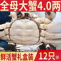 Spot 12 fresh hairy crabs whole female crab giant crab male crab live crab aquatic Lake Crab gift box