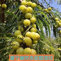 Puning Bengkan sweet oil sweet fruit fresh Chaoshan oil orange king juice Yunnan olive emblica fruit
