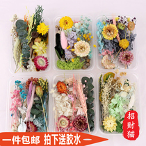 Eternal life flower dried flower material package DIY photo frame stickers group fan floating group building activities Floral art class handmade flower material package