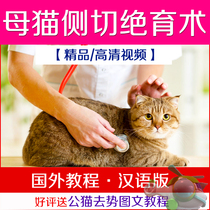 Cat Mother Cat Neutering Technology Video Tutorial Kitty Side Cutting of the Menopausal Animals Pets Jedi cats to the trend
