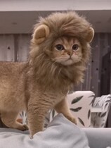 Pet lion headgear rabbit ears small dog dog hat cat cute funny accessories headgear change dress