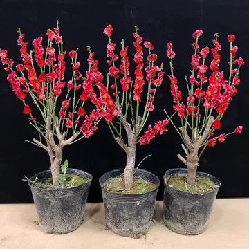 梅花盆栽红梅花-梅花盆栽红梅花促销价格、梅花盆栽红梅花品牌- 淘宝