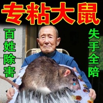 (Peoples harm) sticky mouse board strong adhesive big mouse paste home mouse Buster mouse mouse