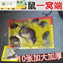 Sticky Rat Board Super Power Adhesive Large Rat Sticker King China King Bigger to Stick Mouse Stick To Catch Rat God for Home