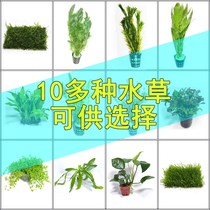 Lazy water grass entry-level aerobic freshwater four-season fish tank decoration simulation