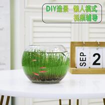 Fish tank Water Grass mud plant seed glass transparent real grass Water Cultivation Eco Vases for Micro Landscape Diy