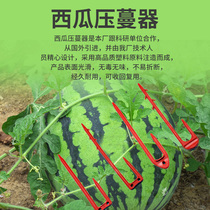 Round mouth lengthened strawberry fork seedling pressure vine pressure seedling fork vine plant fixer pressure vine rooting planting fork